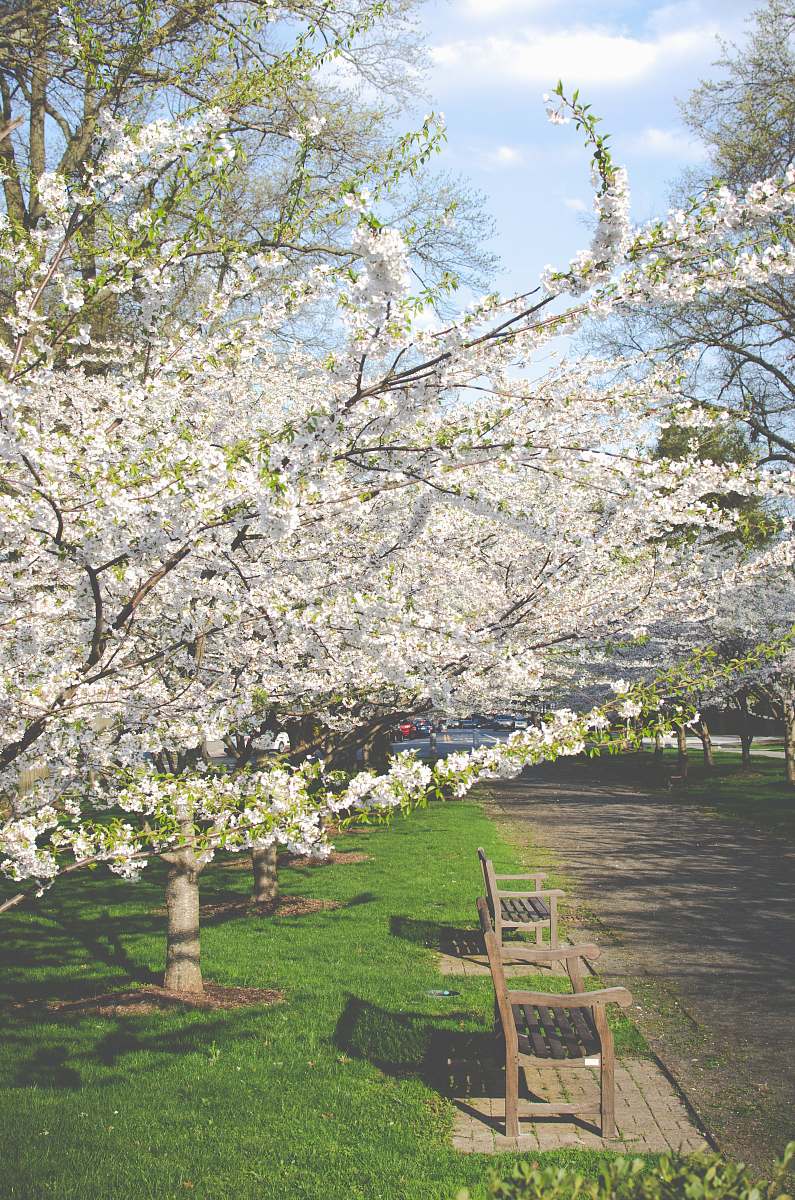 cherry blossom white petaled flowers during daytime blossom
